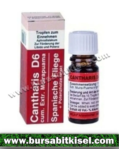 zzCantharis D6 Bayan Damla